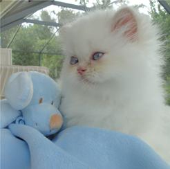 Milo Milani